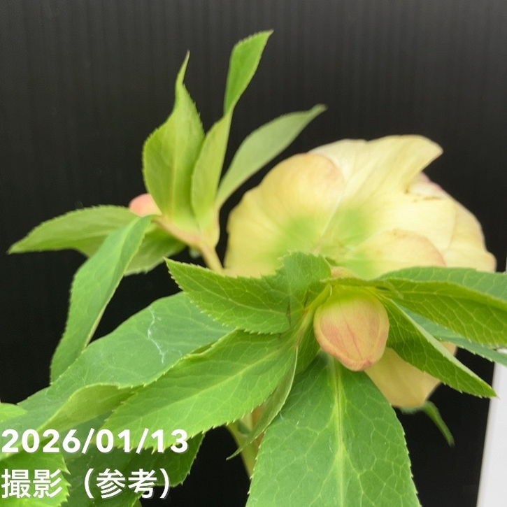 一点物】堀切園 クリスマスローズ ウィンターシンフォニー グリーン