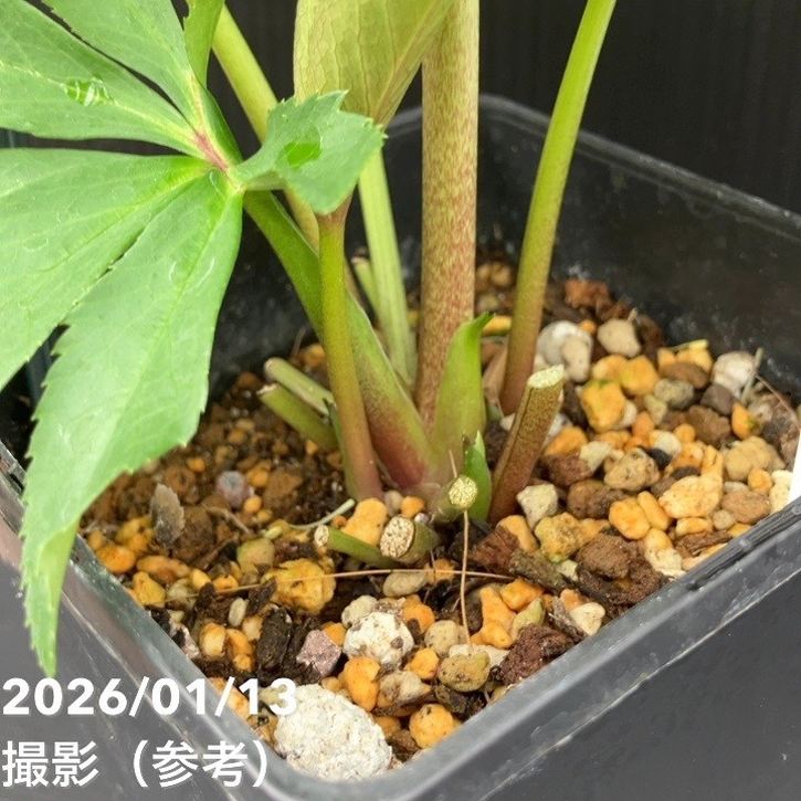 一点物】堀切園 クリスマスローズ ウィンターシンフォニー グリーン