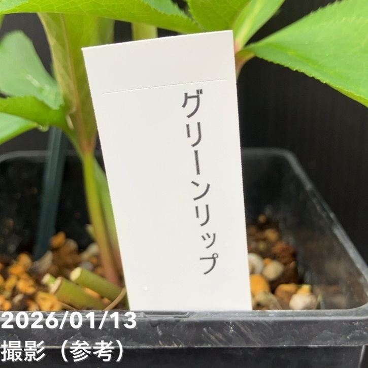 一点物】堀切園 クリスマスローズ ウィンターシンフォニー グリーン