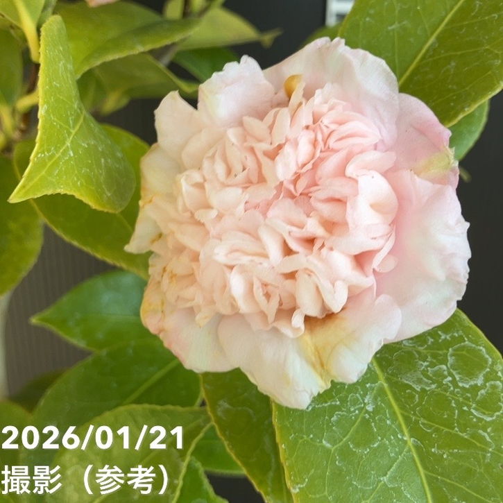 現品お届け】椿 ツバキ 6号 楼蘭花 MN12［こだわりの前田ナーセリー苗