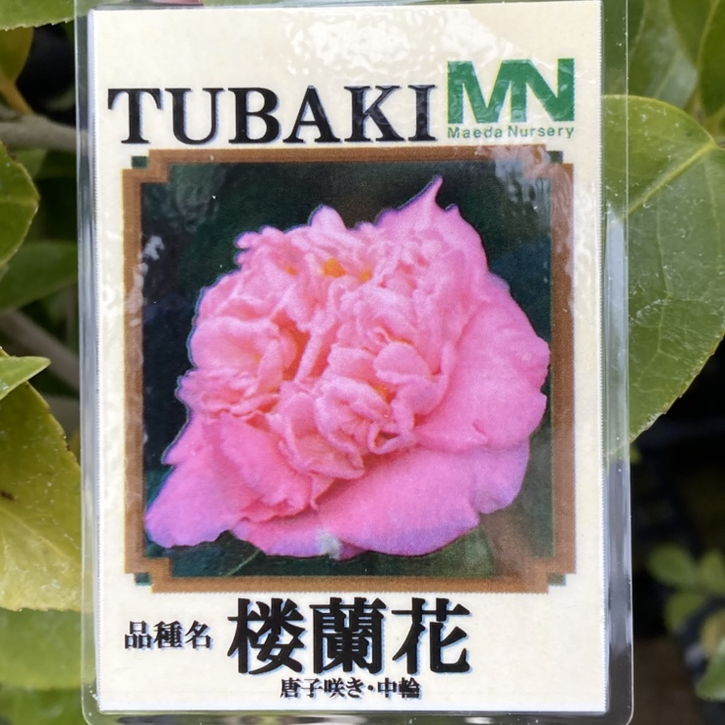 現品お届け】椿 ツバキ 6号 楼蘭花 MN12［こだわりの前田ナーセリー苗