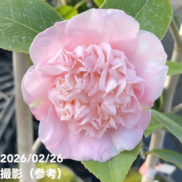 現品お届け】椿 ツバキ 6号 楼蘭花 MN12［こだわりの前田ナーセリー苗