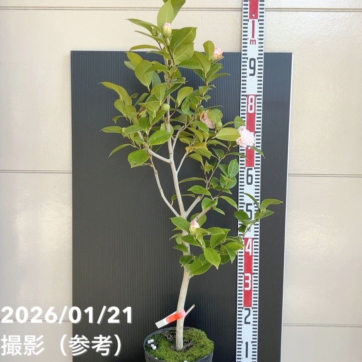 現品お届け】椿 ツバキ 6号 楼蘭花 MN12［こだわりの前田ナーセリー苗