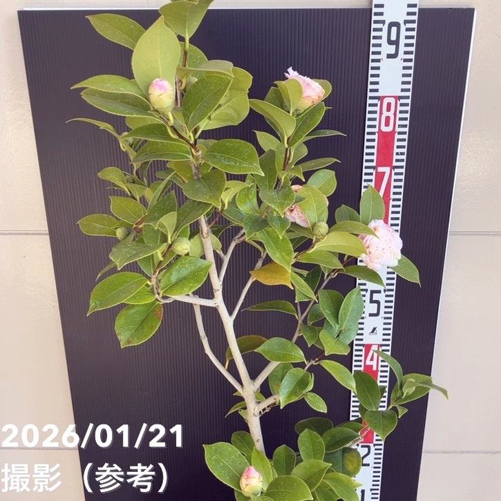 現品お届け】椿 ツバキ 6号 楼蘭花 MN12［こだわりの前田ナーセリー苗