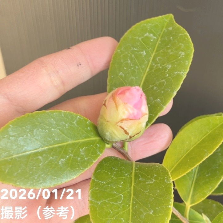 現品お届け】椿 ツバキ 6号 楼蘭花 MN12［こだわりの前田ナーセリー苗