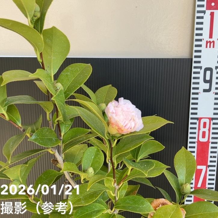 現品お届け】椿 ツバキ 6号 楼蘭花 MN12［こだわりの前田ナーセリー苗