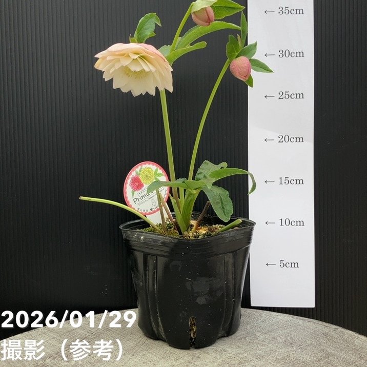 一点物】横山園芸 クリスマスローズ プリマドレス 4.5号（YK15）｜山野