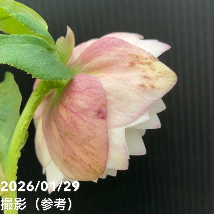 一点物】横山園芸 クリスマスローズ プリマドレス 4.5号（YK15）｜山野