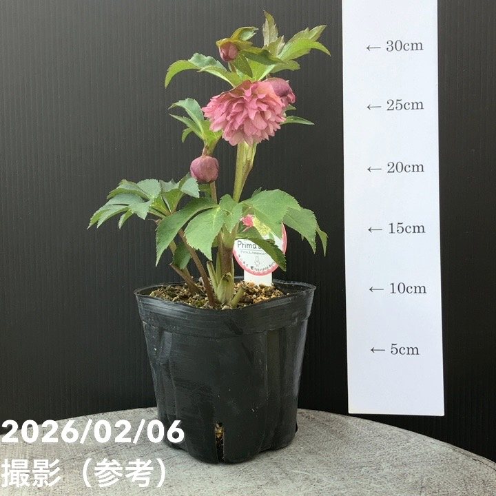 一点物】横山園芸 クリスマスローズ プリマドレス 4.5号（YK21）｜山野