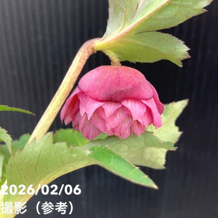 一点物】横山園芸 クリスマスローズ プリマドレス 4.5号（YK21）｜山野