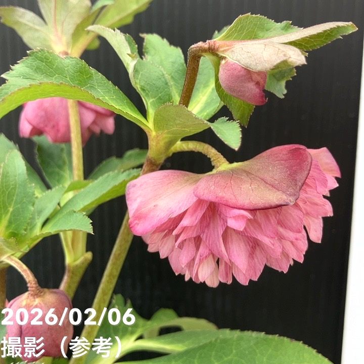 一点物】横山園芸 クリスマスローズ プリマドレス 4.5号（YK21）｜山野