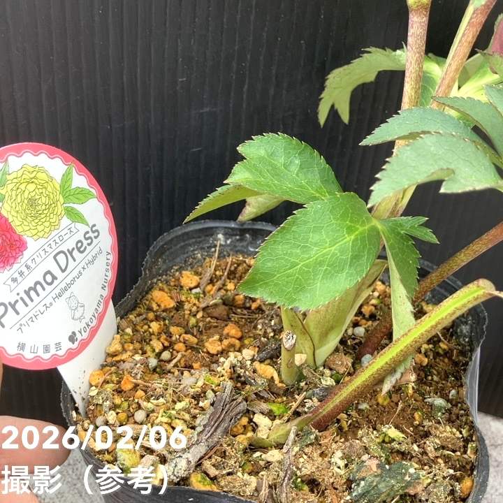 【一点物】横山園芸 クリスマスローズ プリマドレス 4.5号(YK21)|山野04-PA