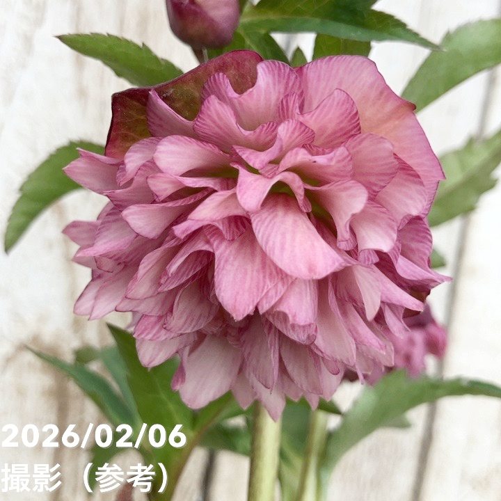 一点物】横山園芸 クリスマスローズ プリマドレス 4.5号（YK21）｜山野