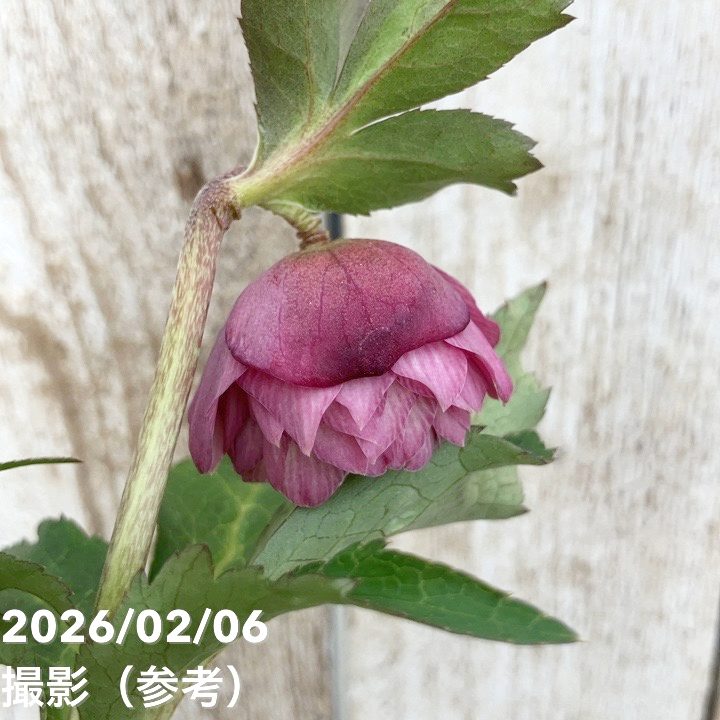 一点物】横山園芸 クリスマスローズ プリマドレス 4.5号（YK21）｜山野