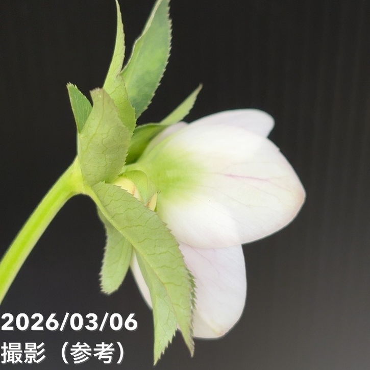 一点物】大和園 クリスマスローズ 4.5号（YA7）｜山野04-PA | 草花