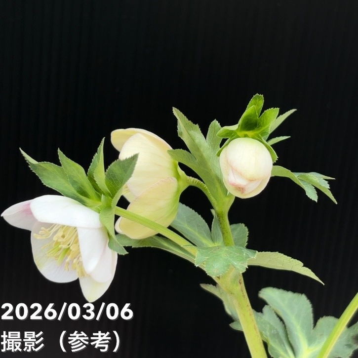 一点物】大和園 クリスマスローズ 4.5号（YA7）｜山野04-PA | 草花