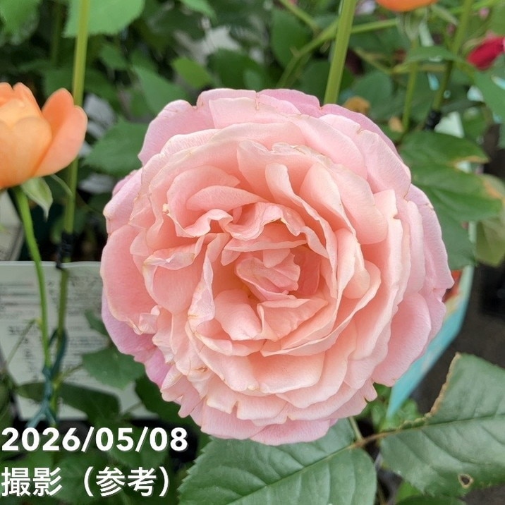 NEW】バラ新苗 タルト・アブリコ 4号 河本バラ園 河本麻記子さん