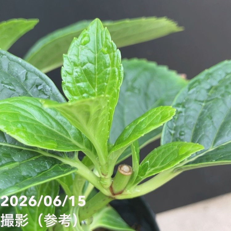 青華さま専用 65周年記念セール】アジサイ 万華鏡（ブルー）7号 PVP｜鉢花10-TU