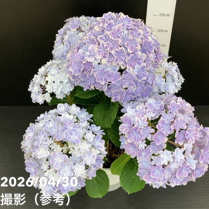 65周年記念セール】アジサイ 万華鏡（ブルー）7号 PVP｜鉢花10-TU