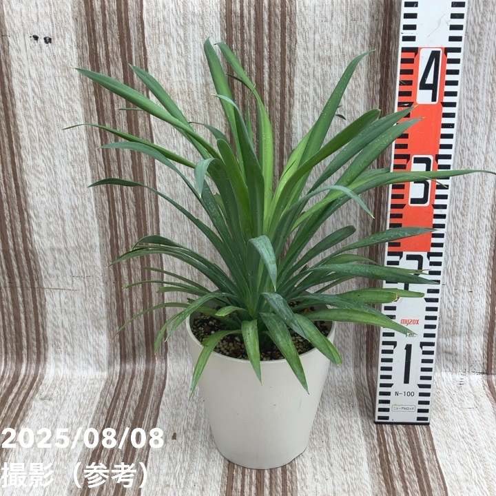 ユッカ 6号 デスメティアーナ（Yucca desmetiana）｜花木01-D1