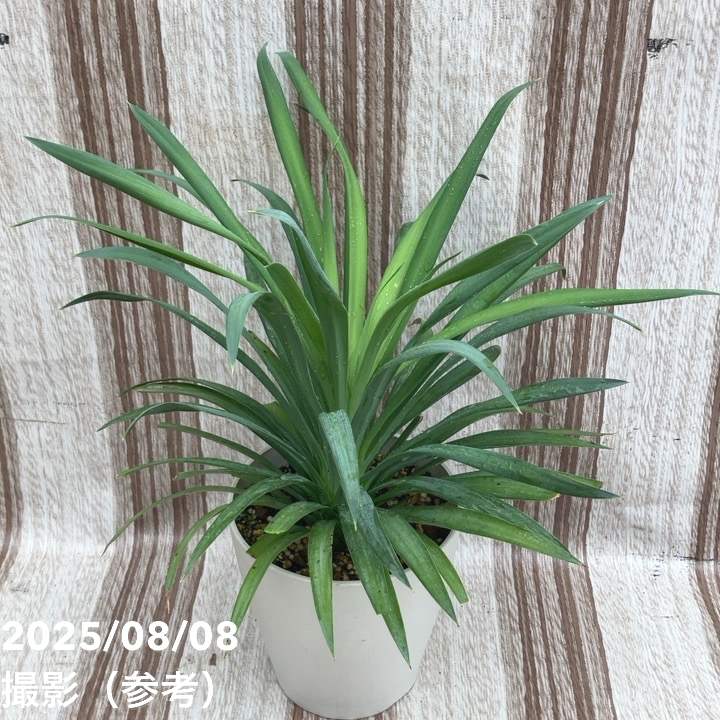 ユッカ 6号 デスメティアーナ（Yucca desmetiana）｜花木01-D1 | 赤塚