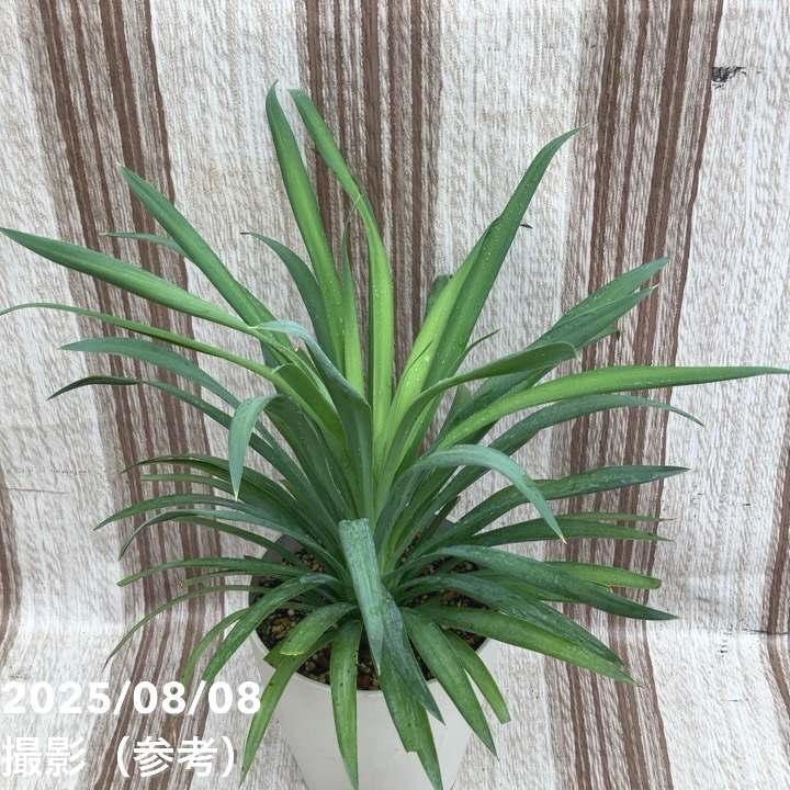 ユッカ 6号 デスメティアーナ（Yucca desmetiana）｜花木01-D1