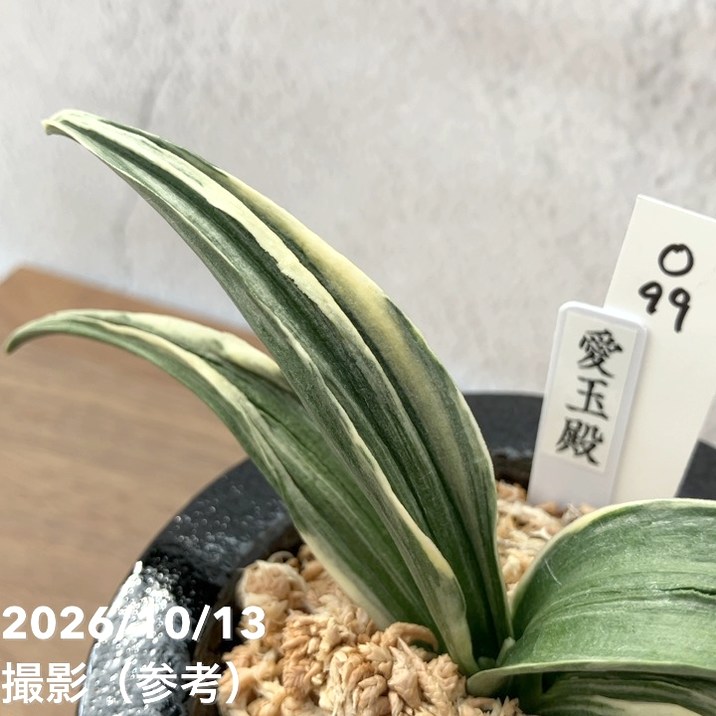 現品お届け】豊明園 万年青 オモト 愛玉殿（あいぎょくでん）陶器鉢