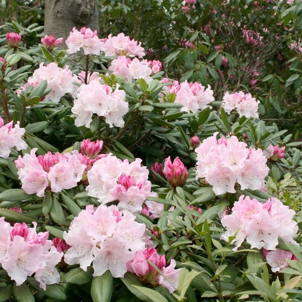 シャクナゲ スーパーローディー 5号 ウェディングブーケ|花木01-D1