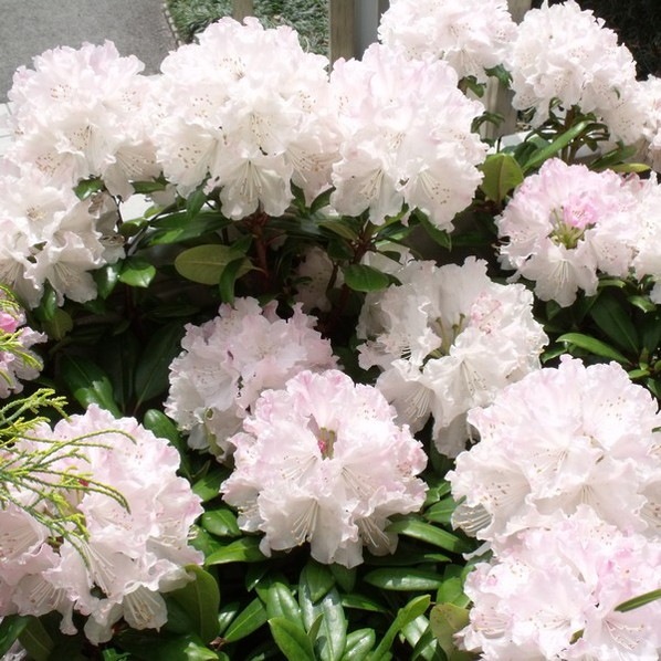 シャクナゲ スーパーローディー 5号 ウェディングブーケ|花木01-D1