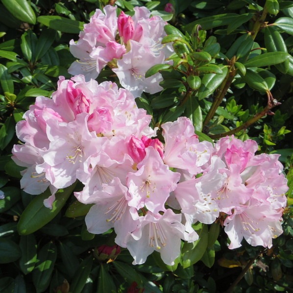 シャクナゲ スーパーローディー 5号 ウェディングブーケ|花木01-D1