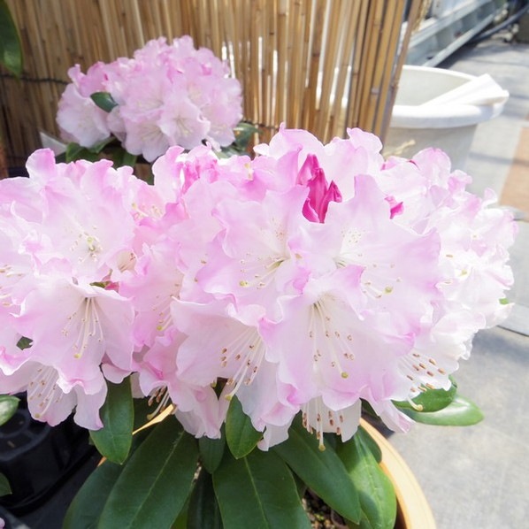 シャクナゲ スーパーローディー 5号 ウェディングブーケ|花木01-D1