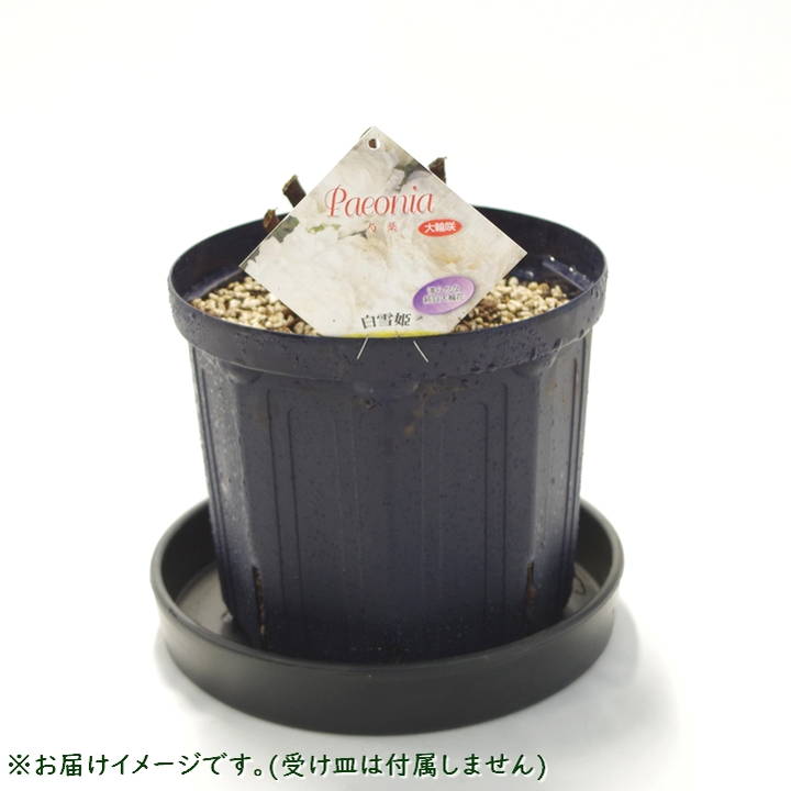 芍薬 シャクヤク 7号 白雪姫|草花10-TU