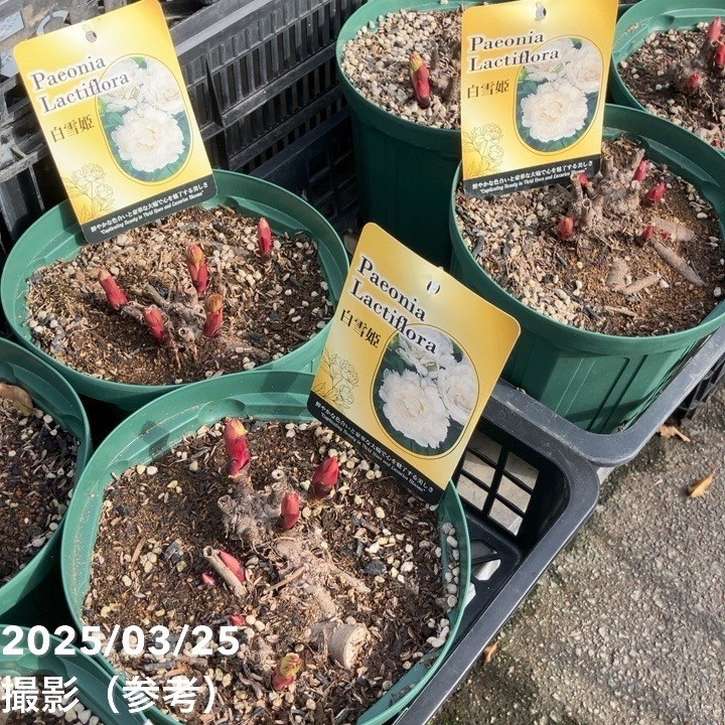 芍薬 シャクヤク 7号 白雪姫｜草花10-TU | 草花,芍薬・牡丹