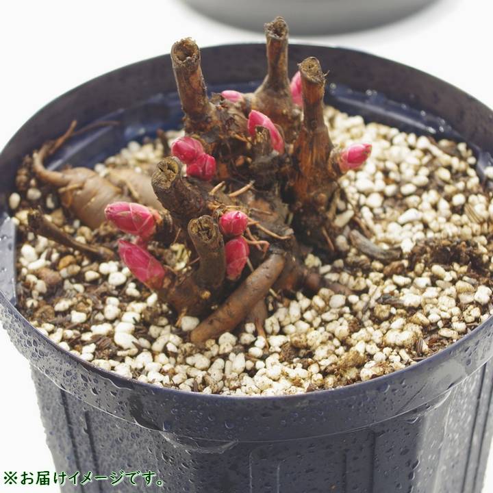 芍薬 シャクヤク 7号 白雪姫｜草花10-TU | 草花,芍薬・牡丹
