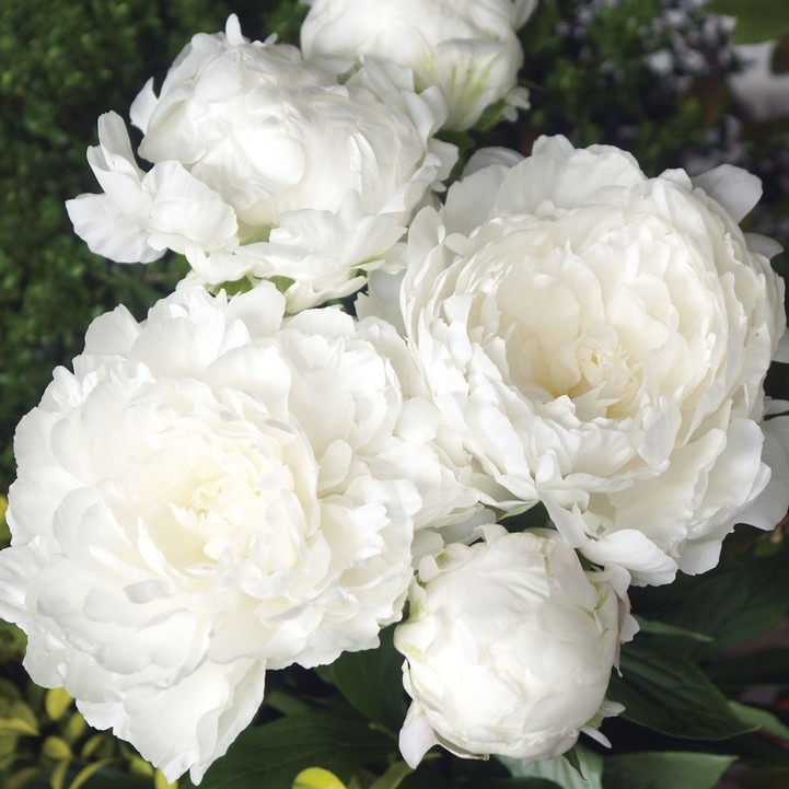 芍薬 シャクヤク 7号 白雪姫|草花10-TU