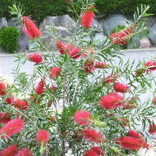 カリステモン ドウソンリバー 5号 ※お届けに10日程度かかる場合がございます。|花木10-TN