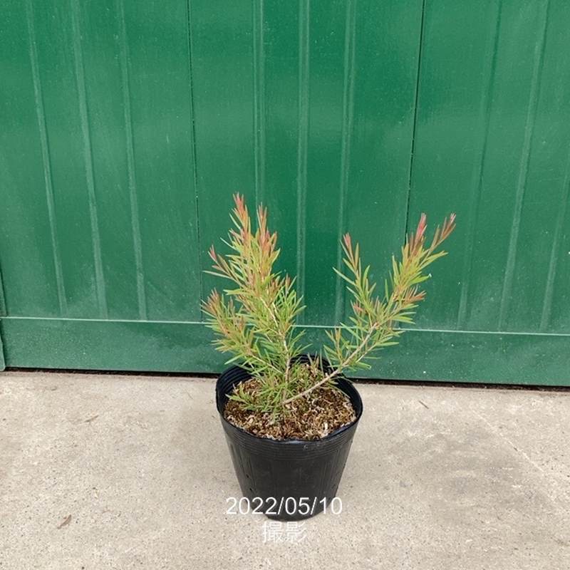 カリステモン ドウソンリバー 5号 ※お届けに10日程度かかる場合がございます。|花木10-TN