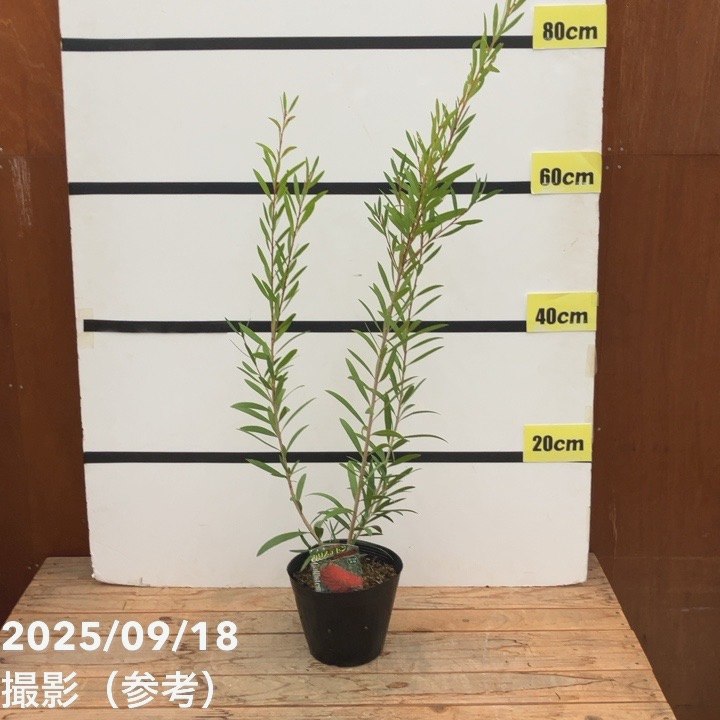 カリステモン ドウソンリバー 5号 ※お届けに10日程度かかる場合がございます。|花木10-TN