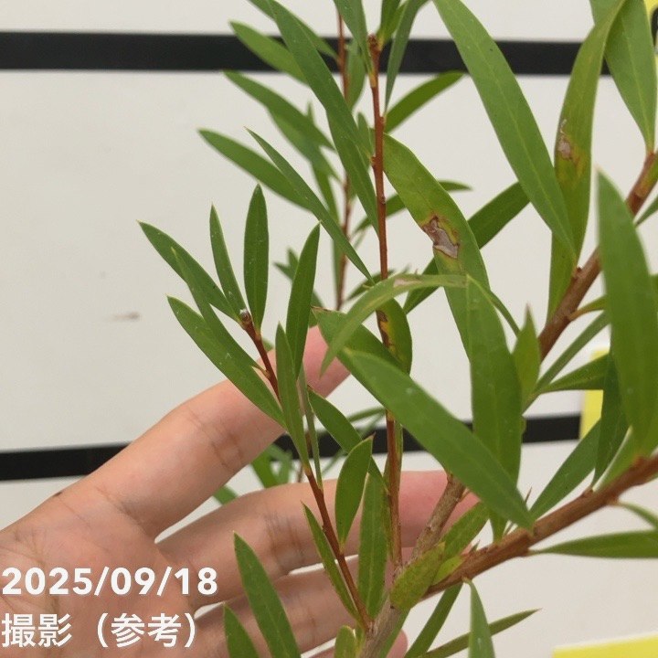 カリステモン ドウソンリバー 5号 ※お届けに10日程度かかる場合がございます。|花木10-TN