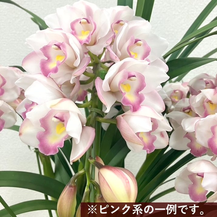 予約受付中】シンビジューム ピンク系 6号 3本立 ギフト仕様 ※2025年12