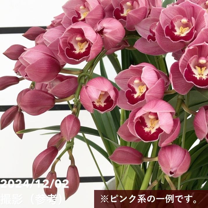 予約受付中】シンビジューム ピンク系 6号 3本立 ギフト仕様 ※2025年12