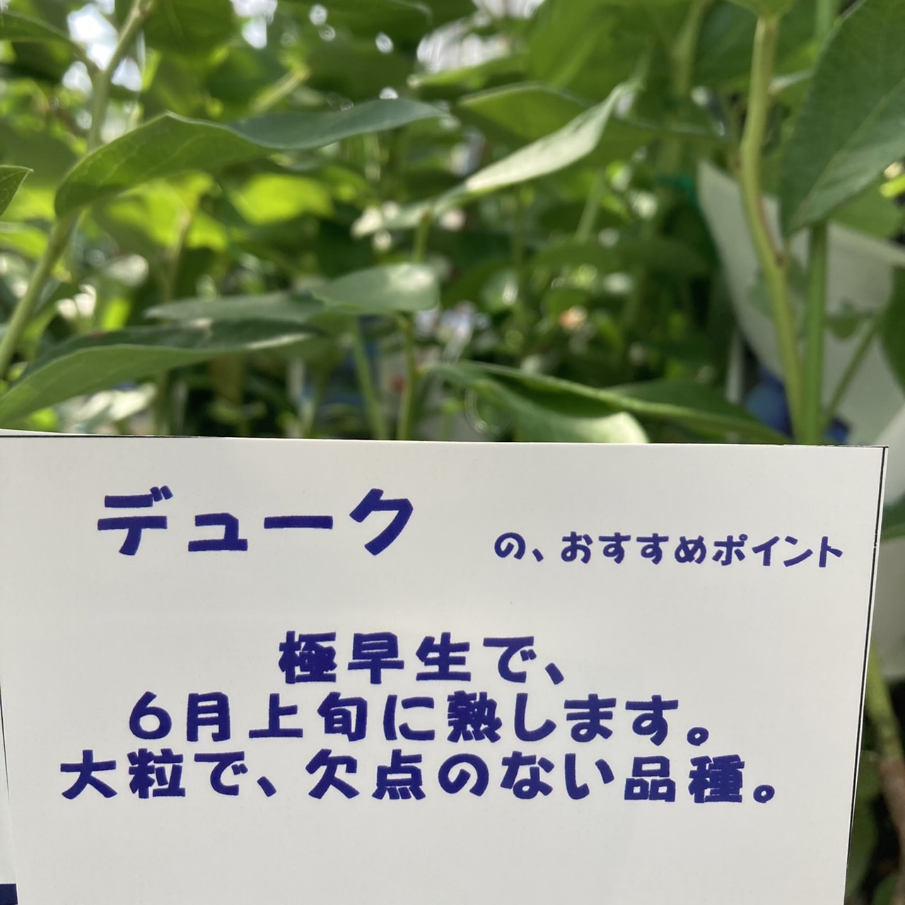 ブルーベリー ノーザンハイブッシュ系 デューク(接木苗)4.5~5 ブルーベリー ノーザンハイブッシュ系 デューク(接木苗)4.5~5