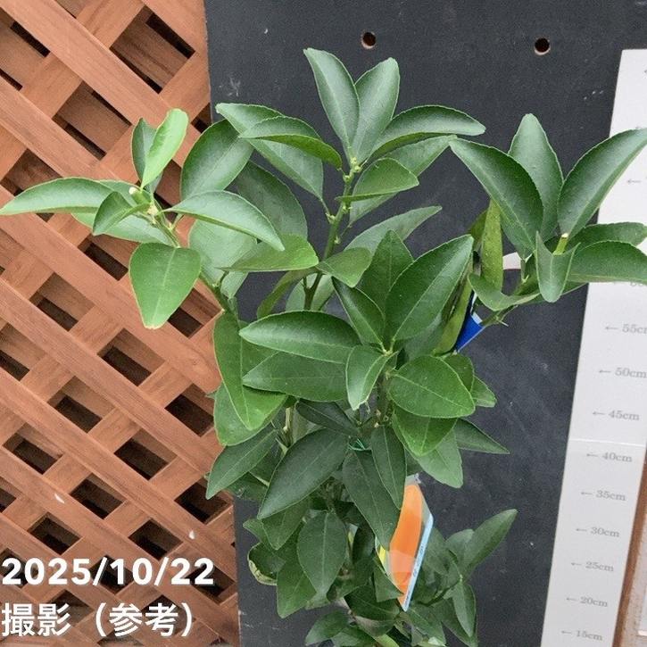 ミカン みかん せとか 4号ロングポット 1年生苗 PVP｜柑橘｜果樹04-PA