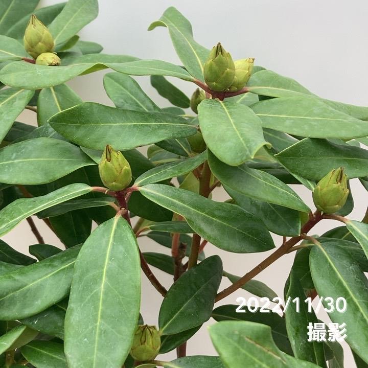 シャクナゲ 6号 ダフテックローズ PVP｜花木10-TU | 花木・庭木