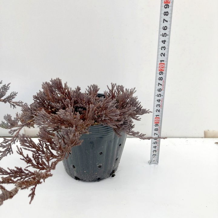 常緑・這性（はいせい）コニファー ウィルトニー 5号×3鉢セット ※お