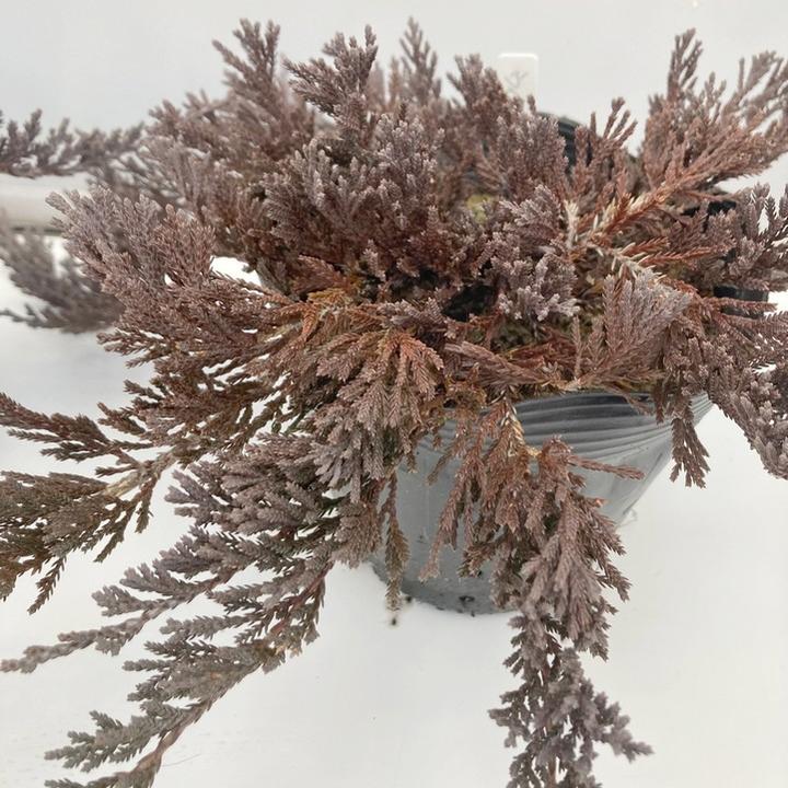 常緑・這性（はいせい）コニファー ウィルトニー 5号×3鉢セット ※お