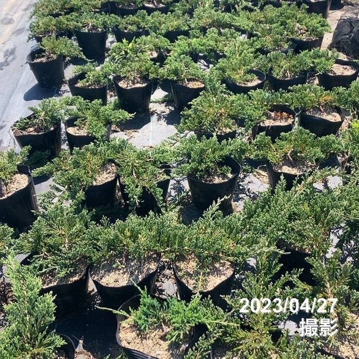 常緑・這性（はいせい）コニファー ウィルトニー 5号×3鉢セット ※お