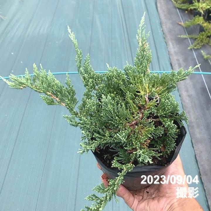 常緑・這性（はいせい）コニファー ウィルトニー 5号×3鉢セット ※お