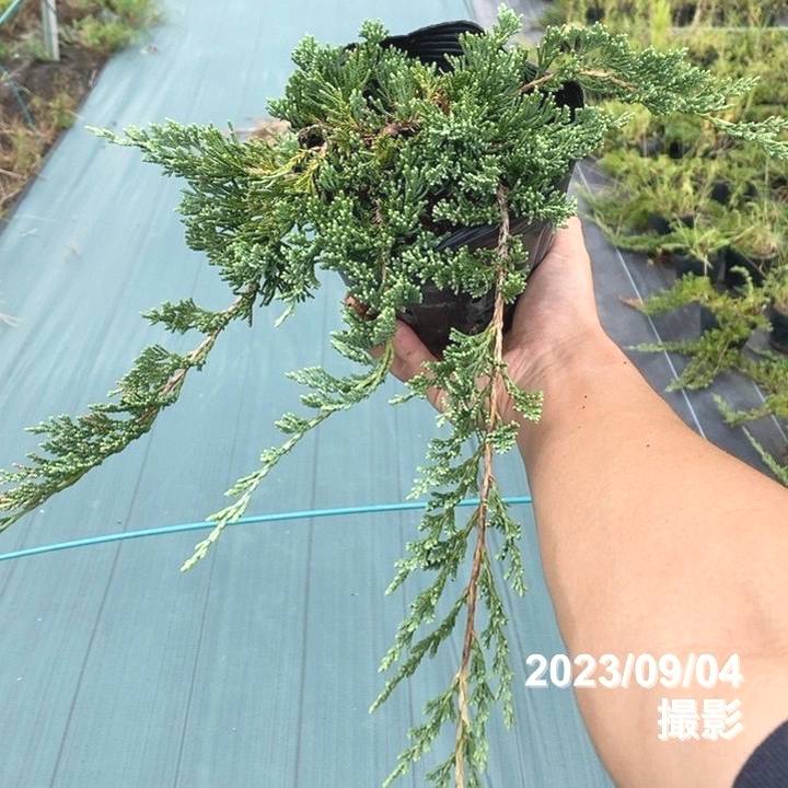 自己主張する植物 決算！ポイント5倍！7/31まで】常緑・這性（はいせい