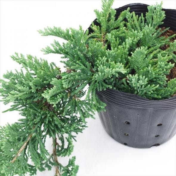 ウィルトニー　盆栽風 常緑・這性（はいせい）コニファー ウィルトニー 5号×3鉢セット ※お